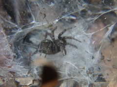 Ischnothele digitata