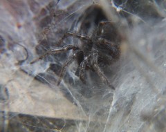 Ischnothele digitata