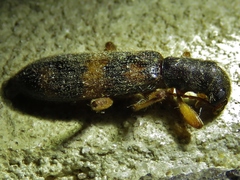 Cymatodera