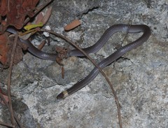 Enulius flavitorques