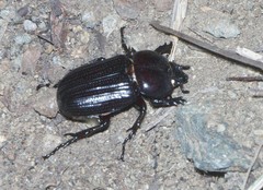 Phileurus