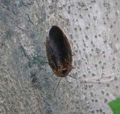 Blaberinae
