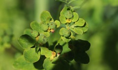 Euphorbia verrucosa