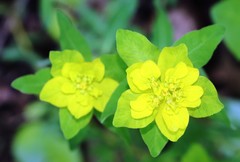 Euphorbia verrucosa