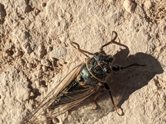 Platypediini