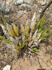 Cyrtopodium macrobulbon