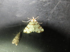Conchylodes octonalis