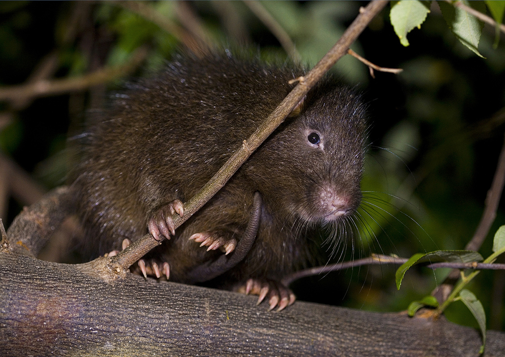 Hispaniolan Hutia