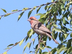 Haemorhous mexicanus