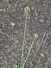 Camelina microcarpa