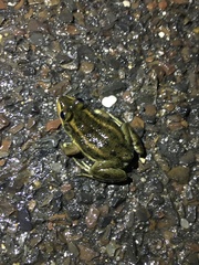 Lithobates virgatipes