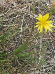 Nothocalais troximoides