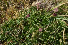 Ligusticum apiifolium