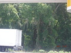 Tillandsia usneoides