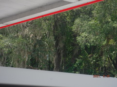 Tillandsia usneoides