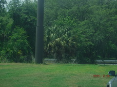 Sabal palmetto