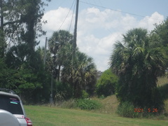 Sabal palmetto