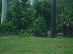 Sabal palmetto
