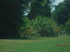 Sabal palmetto