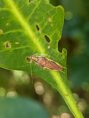Mediastinia