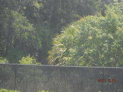 Sabal palmetto