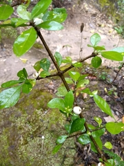 Randia obcordata