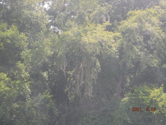 Tillandsia usneoides