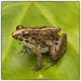 Common Indian Cricket Frog - Photo (c) Ian Lockwood, some rights reserved (CC BY-NC), uploaded by Ian Lockwood