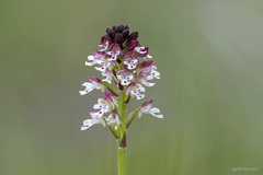 Neotinea ustulata ustulata