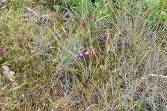 Orthocarpus bracteosus