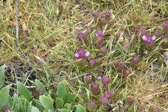 Orthocarpus bracteosus