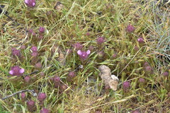 Orthocarpus bracteosus