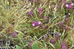 Orthocarpus bracteosus