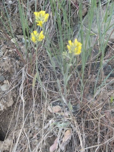 Image of Physaria douglasii by no rights reserved