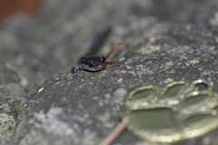 Plethodon ouachitae
