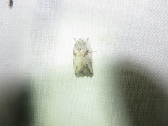 Aleptina aleptivoides