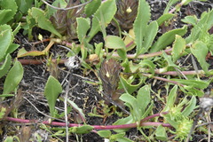 Castilleja victoriae
