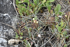Castilleja victoriae