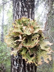 Lobaria pulmonaria