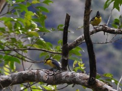 Machlolophus holsti