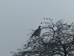 Hemiphaga novaeseelandiae