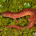 Spring Salamander - Photo (c) bryan-maltais, some rights reserved (CC BY-NC), uploaded by bryan-maltais