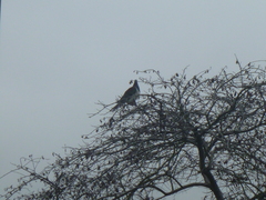 Hemiphaga novaeseelandiae