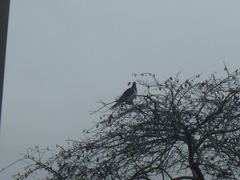 Hemiphaga novaeseelandiae