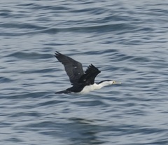 Phalacrocorax varius hypoleucos