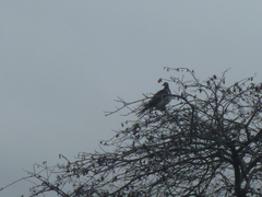 Hemiphaga novaeseelandiae