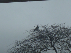 Hemiphaga novaeseelandiae