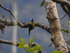 Machlolophus holsti