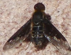 Hemipenthes edwardsii