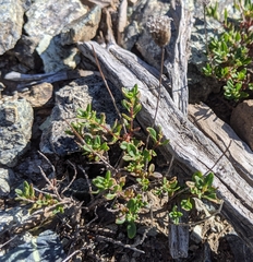 Monardella purpurea